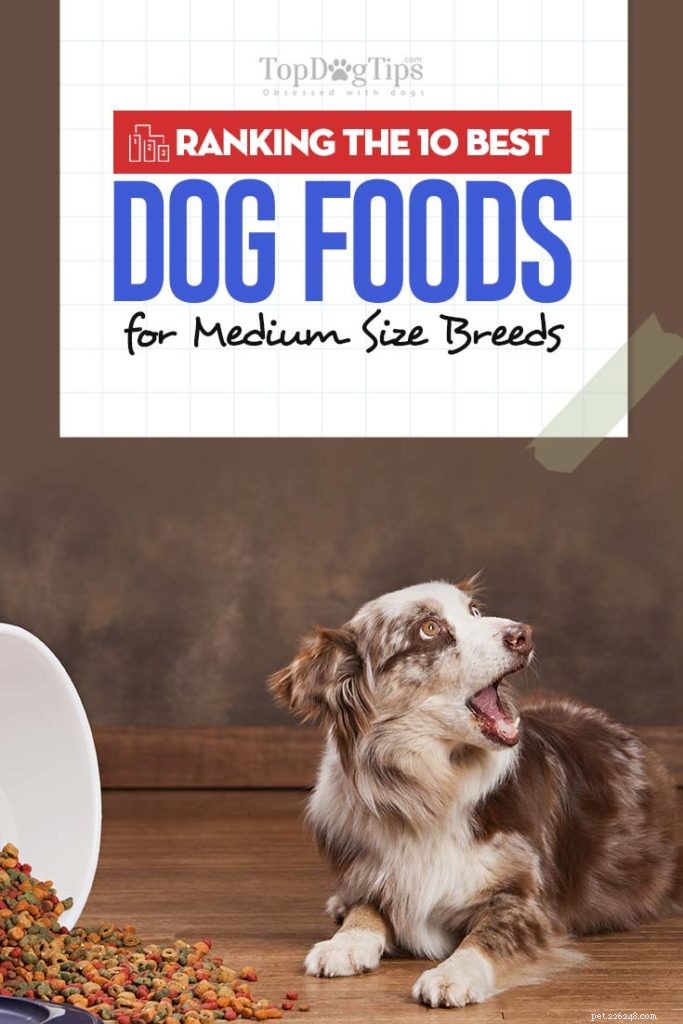Top 10 nejlepších krmiv pro střední psy