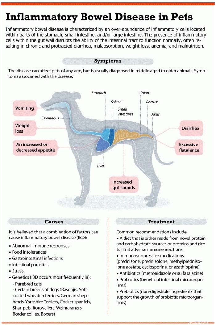 Honden met gevoelige magen voeren