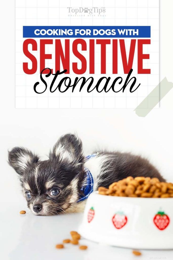 Comment nourrir les chiens à l estomac sensible