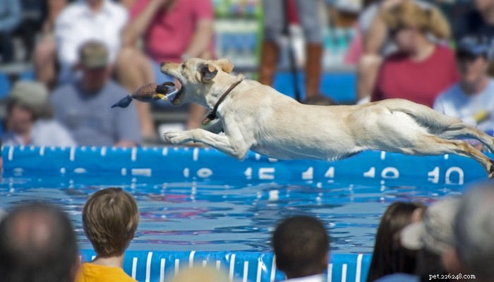 De wetenschappelijke gids voor het voeren van atletische honden