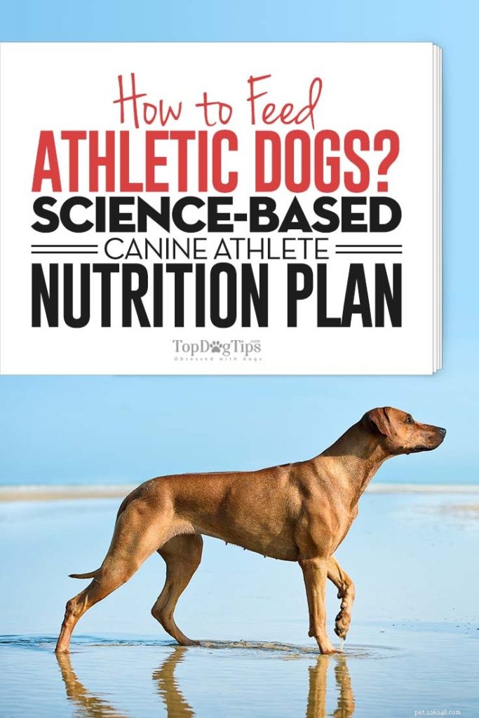 La guida scientifica per nutrire i cani atletici