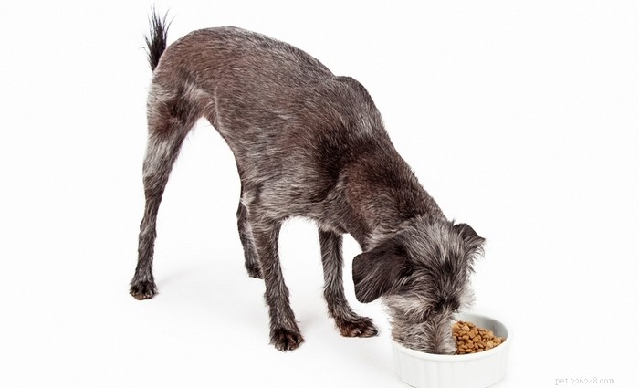 Chiedi a un veterinario:qual è il miglior cibo per cani per l artrite?