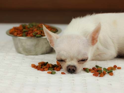 The Dog Cancer Diet:What You Should Know