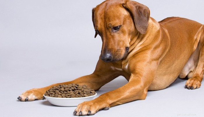 9 tips voor het voeren van honden met een gevoelige maag