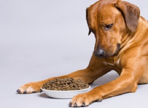 敏感な胃で犬を養うための9つのヒント 