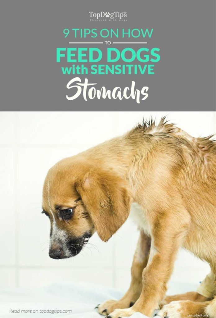 9 dicas sobre como alimentar cães com estômago sensível