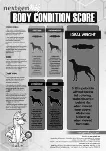 Ondergewicht en ondervoede honden voeren