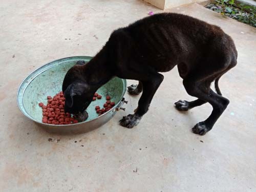 Comment nourrir les chiens souffrant d insuffisance pondérale et de malnutrition