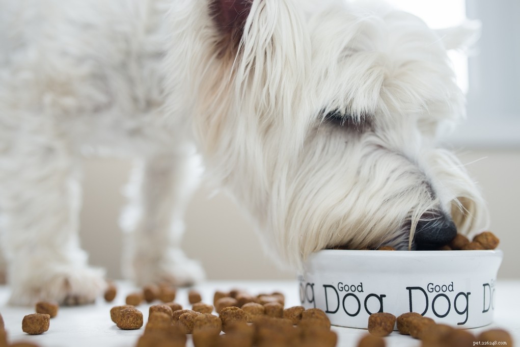 Come fermare l aggressione alimentare nei cani