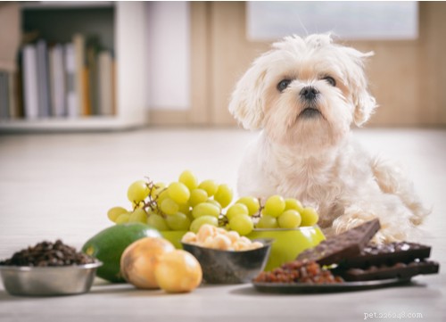 수제 개밥 요리를 위한 5가지 안전 규칙