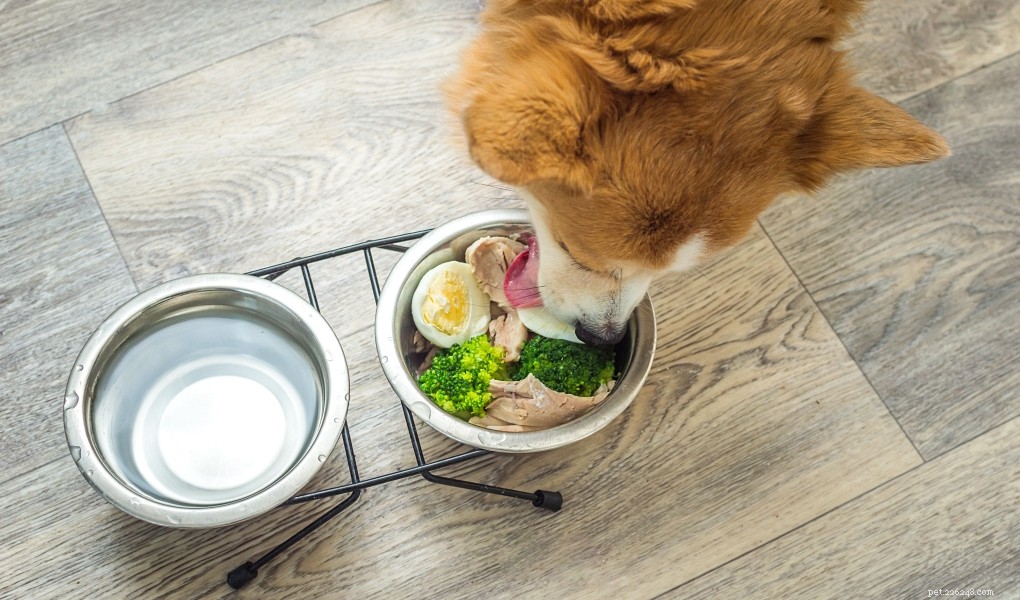 5 razões para começar a fazer comida de cachorro em casa