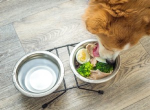 5 причин начать делать корм для собак дома