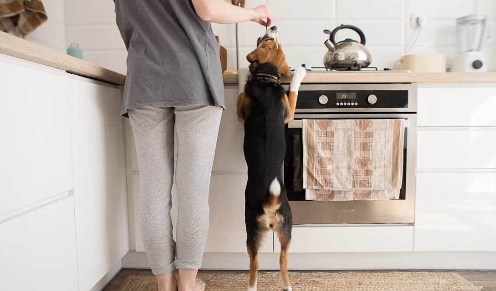 3 consigli su come preparare cibo per cani a buon mercato con un budget limitato