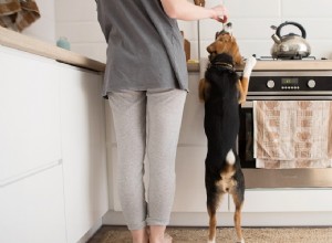 3 tipy, jak vyrobit krmivo pro psy levně a s nízkým rozpočtem