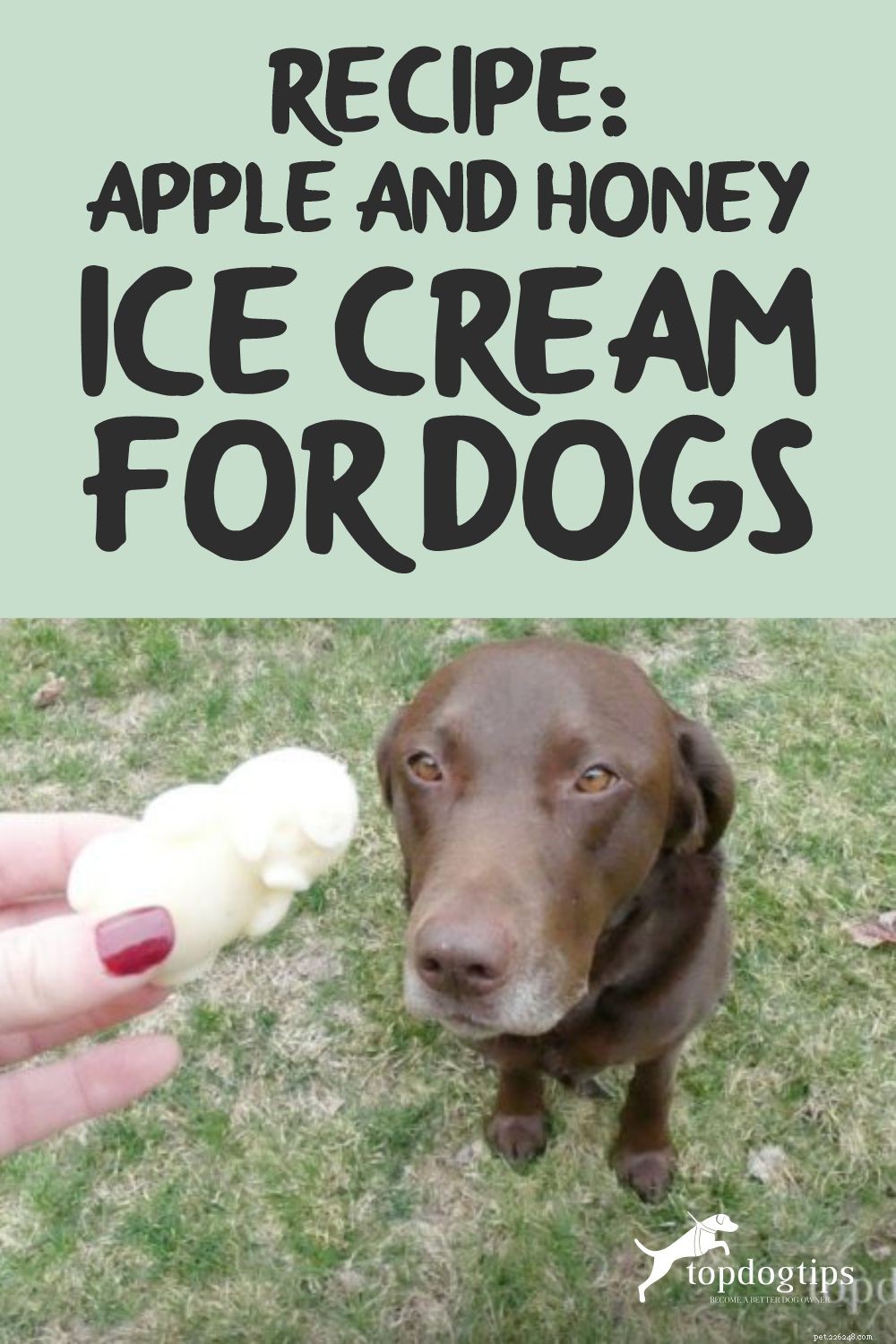 レシピ：犬用のアップルとハニーのアイスクリーム 