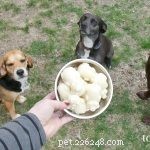 Recept:appel- en honingijs voor honden