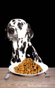 若い犬のための最高の子犬の食べ物を選択するための5つのヒント 