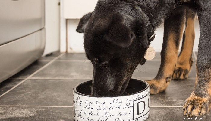 Det bästa hundfodret för hundar med diarré och lös avföring