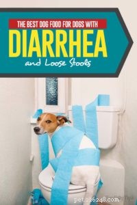Het beste hondenvoer voor honden met diarree en losse ontlasting