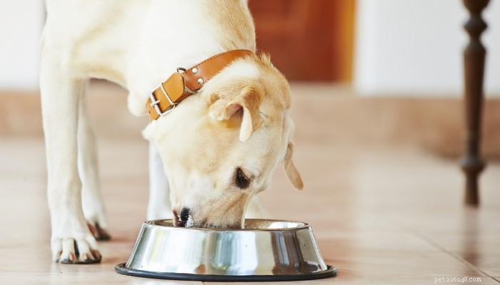 La meilleure nourriture pour chiens souffrant de diarrhée et de selles molles