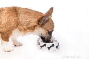 Het beste hondenvoer voor honden met diarree en losse ontlasting