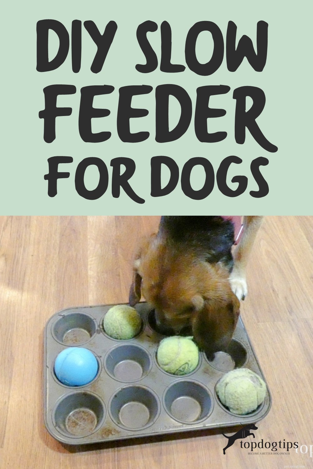 Mangeoire lente facile à faire soi-même pour chiens