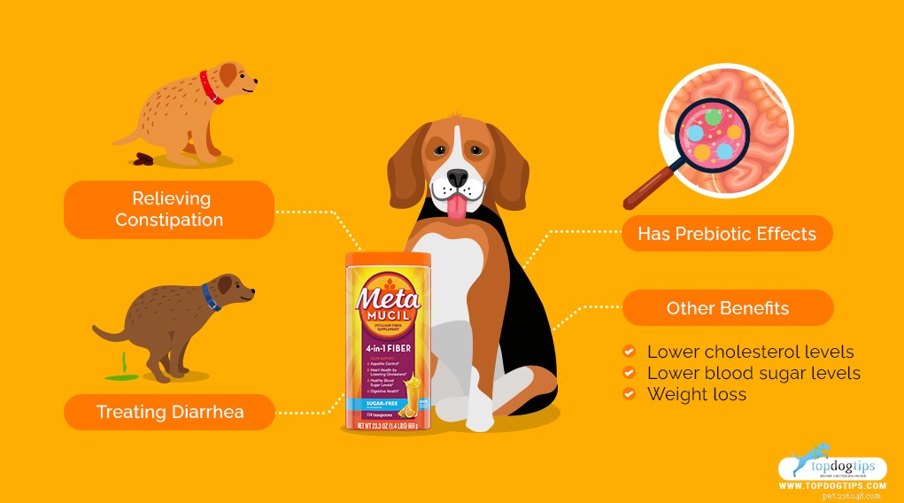 Metamucil för hundar:dess användningsområden, fördelar och biverkningar