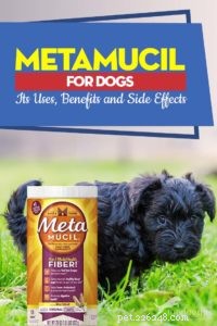 Metamucil para cães:seus usos, benefícios e efeitos colaterais
