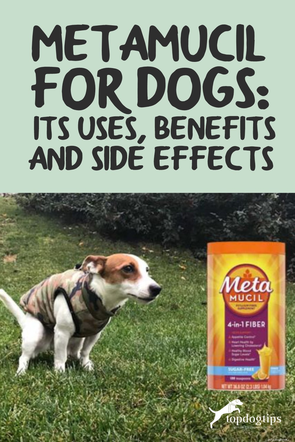 Metamucil voor honden:het gebruik, de voordelen en de bijwerkingen