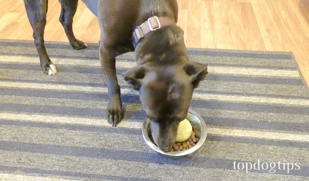 Come realizzare una mangiatoia lenta per cani