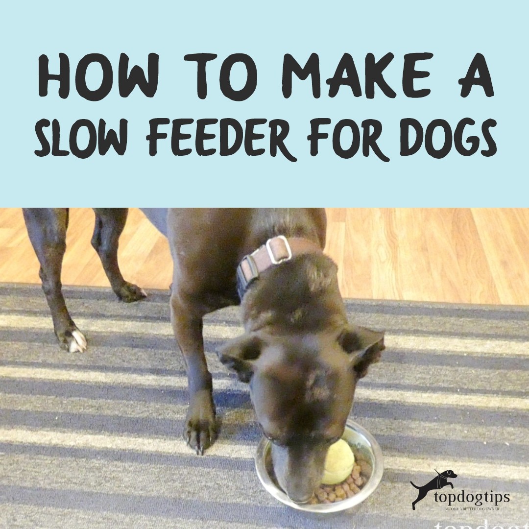 Comment fabriquer une mangeoire lente pour chiens