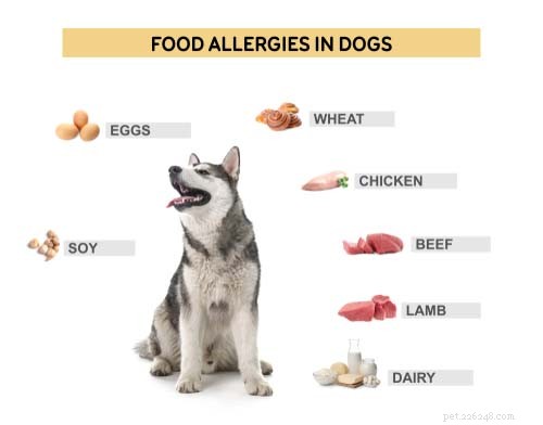 Honden voeren met voedselallergieën