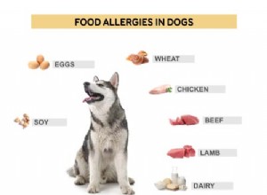 음식 알레르기가 있는 개에게 먹이는 방법