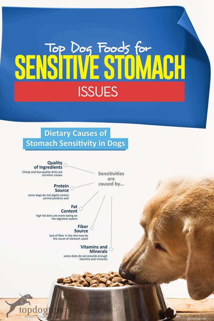 La meilleure nourriture pour chiens aux estomacs sensibles