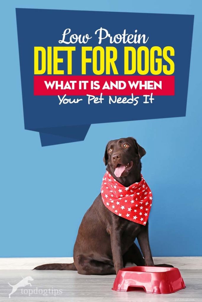 犬のための低タンパク食：究極のガイド 