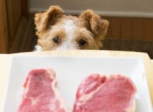Ветеринарное руководство по покупке гипоаллергенных кормов для собак