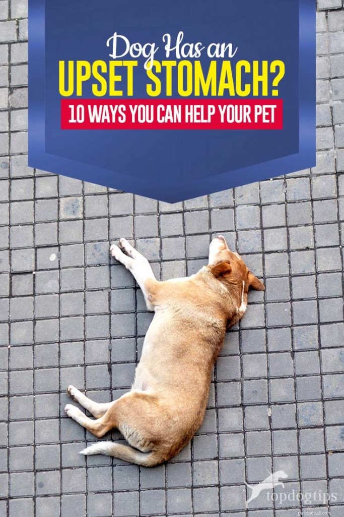 10 maneiras de ajudar um cão com dor de estômago