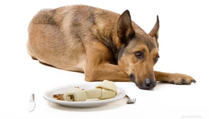 10 maneiras de ajudar um cão com dor de estômago