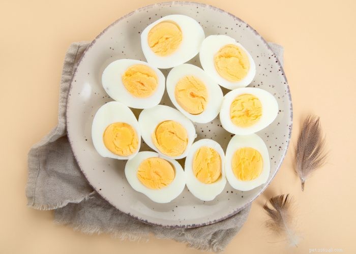Os cães podem comer ovos cozidos com segurança:uma visão geral