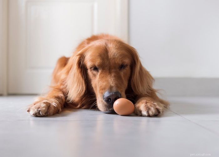 Kan hundar säkert äta hårdkokta ägg:en översikt
