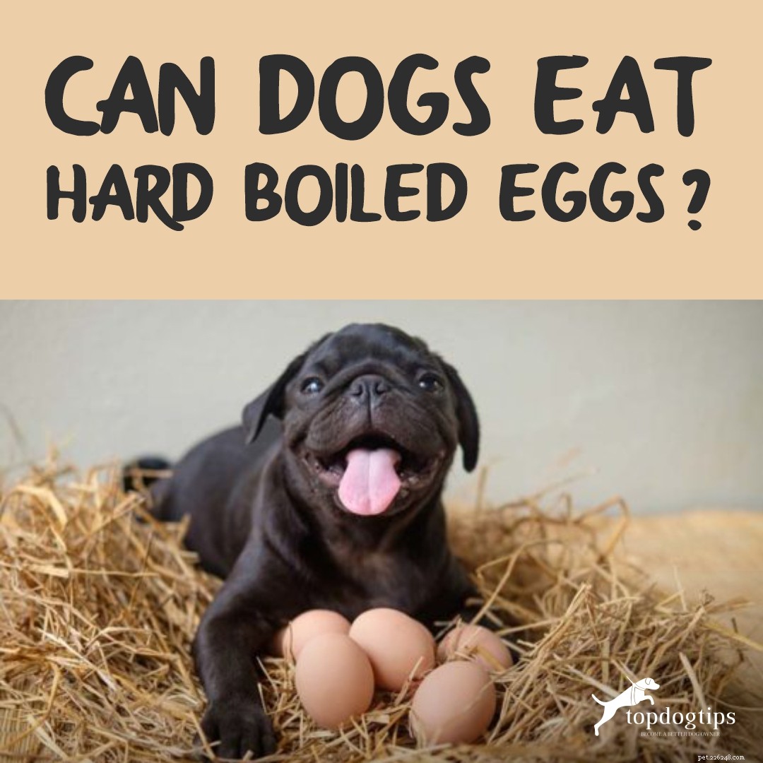 Kunnen honden veilig hardgekookte eieren eten:een overzicht