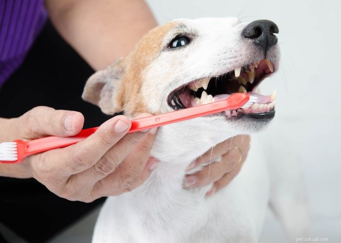 Recension:Leveranstjänster för färsk hundmat
