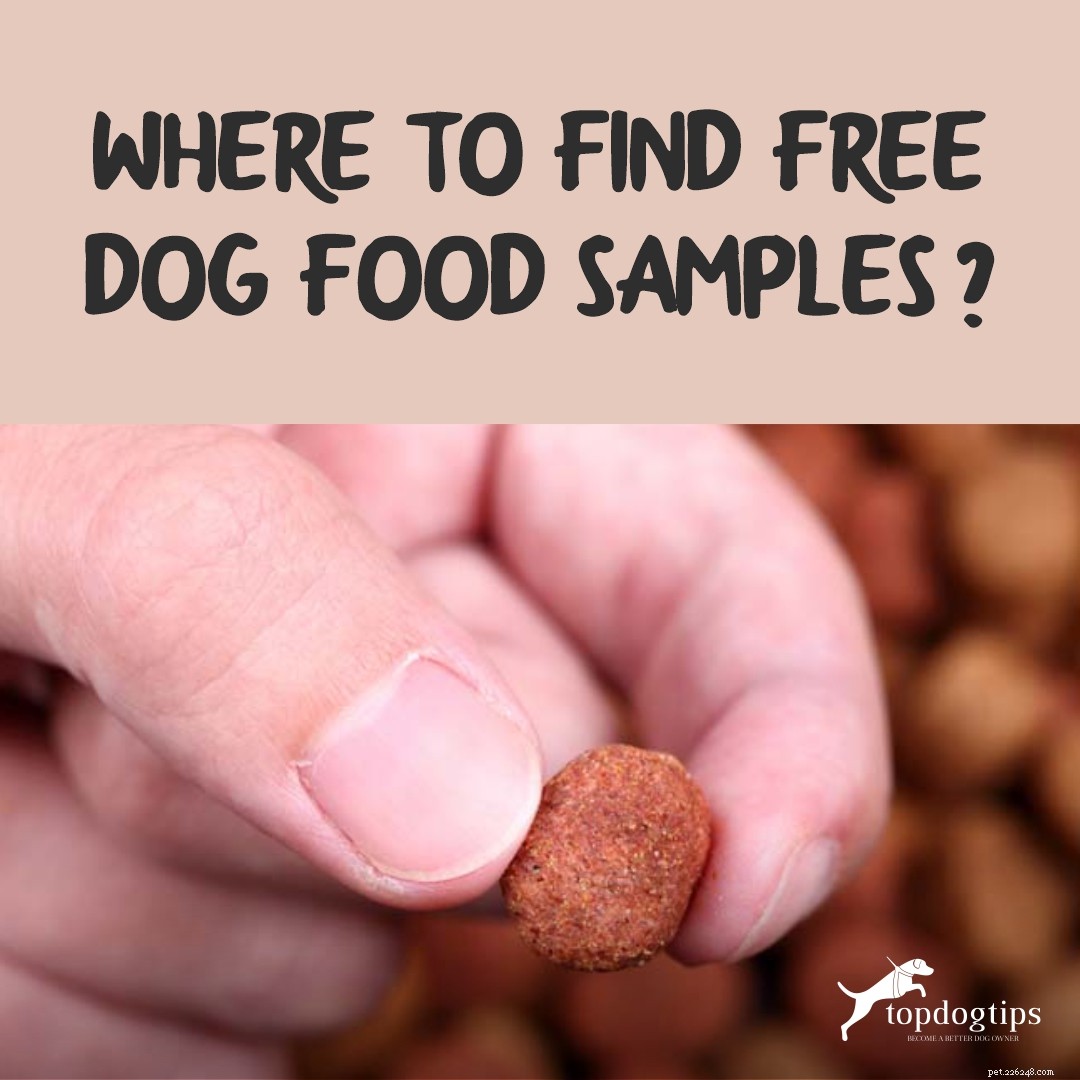 Onde encontrar amostras grátis de comida para cães?