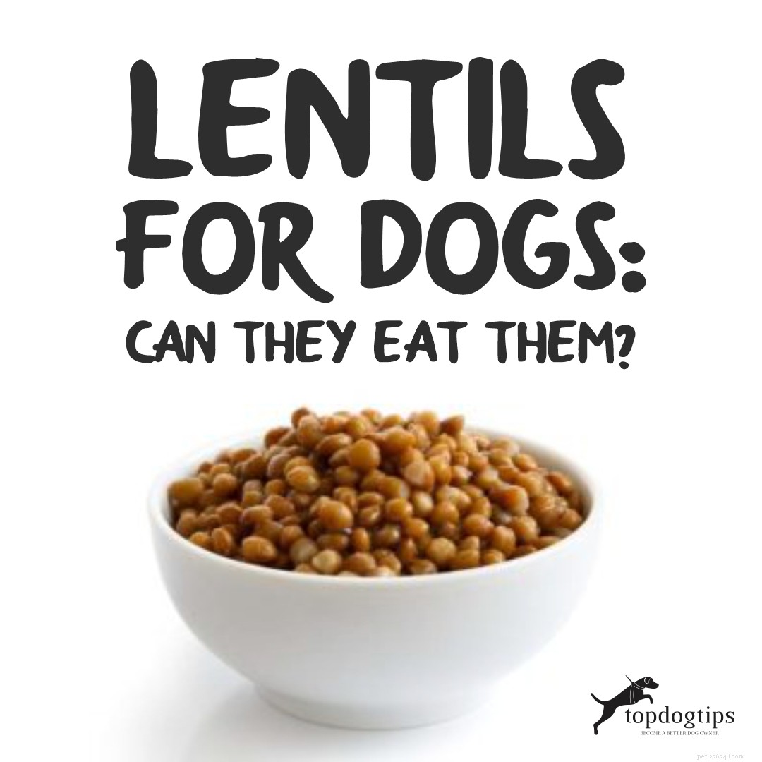 Lentilhas para cães:eles podem comê-las?
