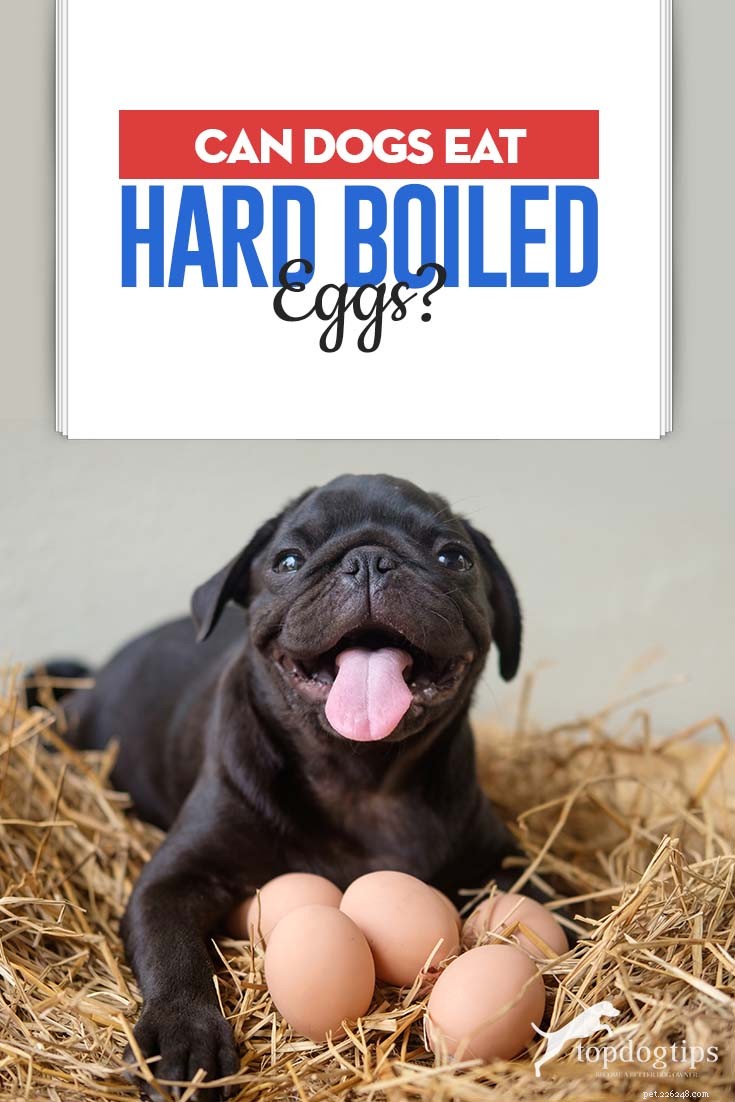 Mohou psi jíst vejce natvrdo?