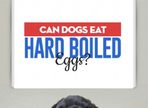 Mohou psi jíst vejce natvrdo?