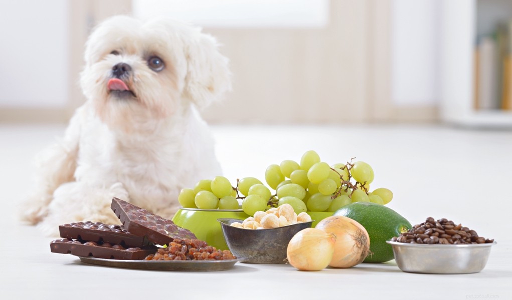 5 giftige voedingsmiddelen voor honden die je moet vermijden