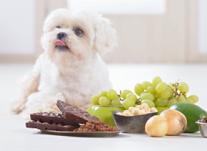 피해야 하는 개를 위한 5가지 독성 식품
