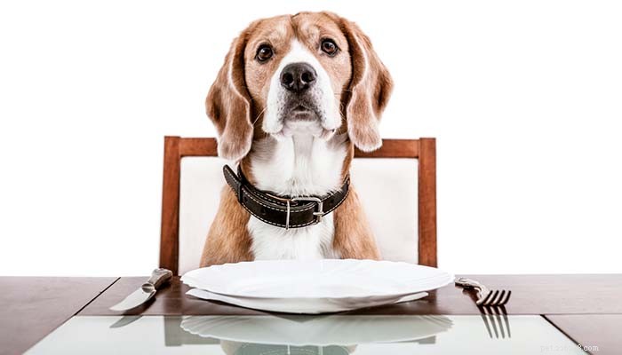 Чем кормить собаку при расстройстве желудка