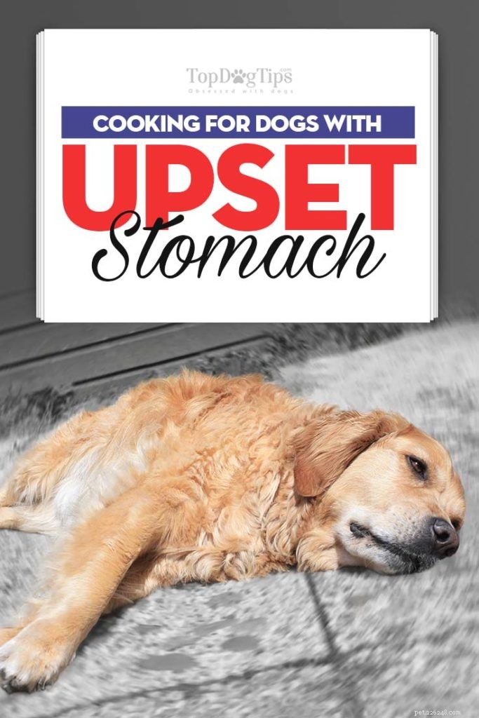 O que alimentar um cão com dor de estômago